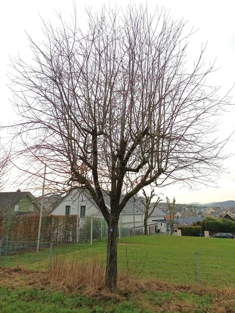 geschnittener Baum